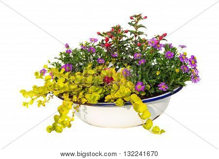 Australian Daisy And Other Garden Plants In A Old Wasching Bowl.