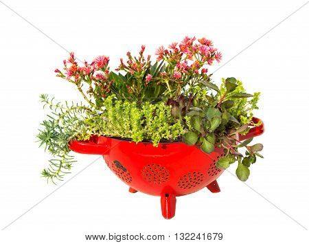 Stonecrop Plants In A Old Kitchen Sive.