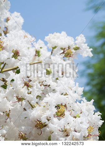 White Lagerstroemia Indica Flower