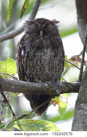 Choco Screech Owl Sleeping On A Perch - Panama
