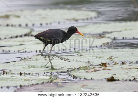 Wattled Jacana Walking On A Lily Pad - Panama