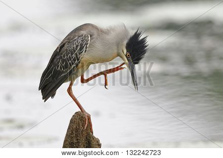 Striated Heron Scratching Its Head - Panama