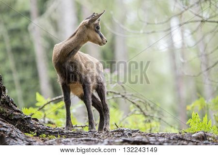 Chamois Looking Around