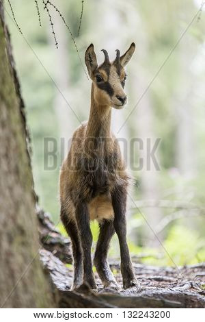 Chamois Standing In A Wood