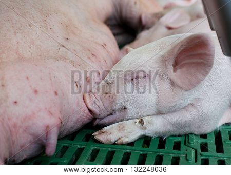 Piglet Suckling In Enclosure