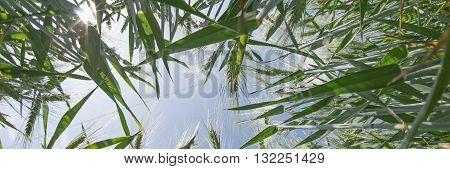 Low angle view of a barley field against sky in background