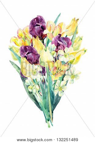 Watercolor flowers bouquet. Watercolor floral garden card with tulip daffodil and iris. Painted flowers isolated on white background. Floral illustration for greetings invitations wedding design