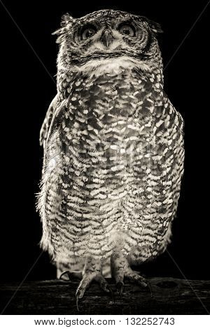 owl rapacious bird black and white portrait