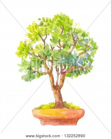 Bonsai illustration. Watercolor illustration of bonsai. Crassula watercolor tree.