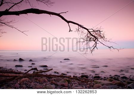 Romantic Morning. Bended Tree Above Sea Level,  Boulders Sticking Out From Smooth Waves. Pink Horizo