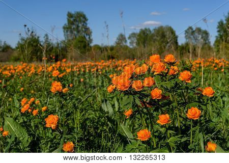 Beautiful bright landscape of a variety of flowers of Trollius asiaticus on a meadow among the birchs in a sunny day