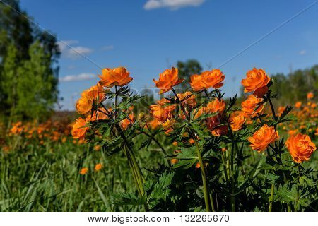 A lot of bright orange flowers of Trollius asiaticus on a meadow among the birchs in a sunny summer day