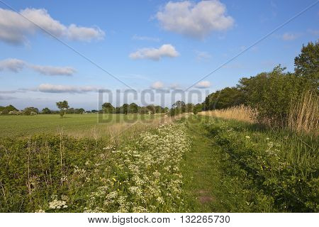 Canal Towpath With Wildflowers