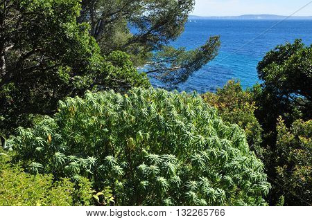 Rayol Canadel sur Mer France - april 18 2016 : the estate Rayol garden in spring