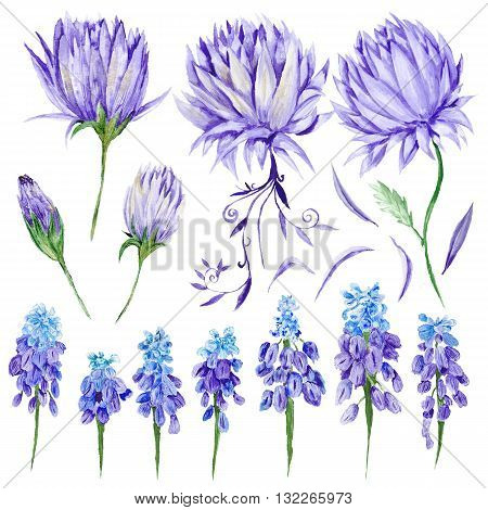 Hand-painted botanical illustration with artichoke and muskari provence style design elements on white background