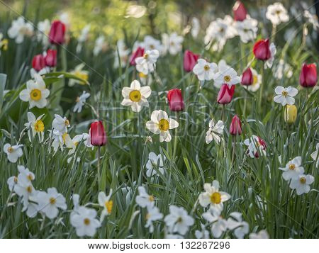 Daffodil Narcissus is a genus of mainly hardy mostly spring-flowering bulbous perennials in the Amaryllis family subfamily Amaryllidoideae