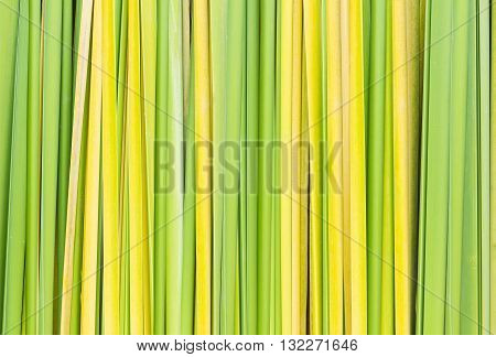 colorful leaves of nipa palm background and texture