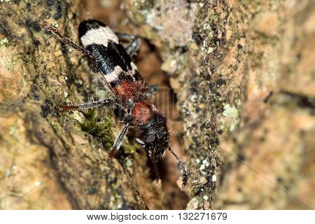 Ant beetle (Thanasimus formicarius). Black and white insect in the family Cleridae, hunting on tree in British woodland