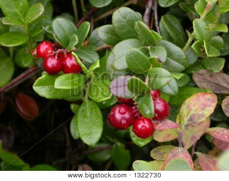 mirtillo rosso 