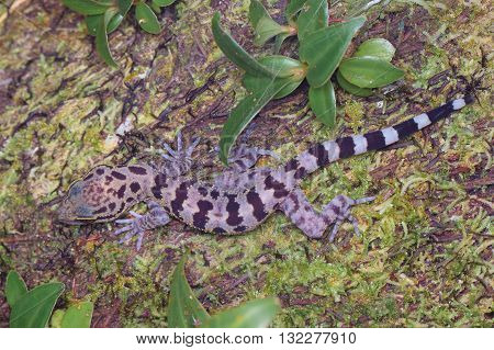 Kinabalu Angle-toed Gecko (Cyrtodactylus baluensis) from Kinabalu National Park.