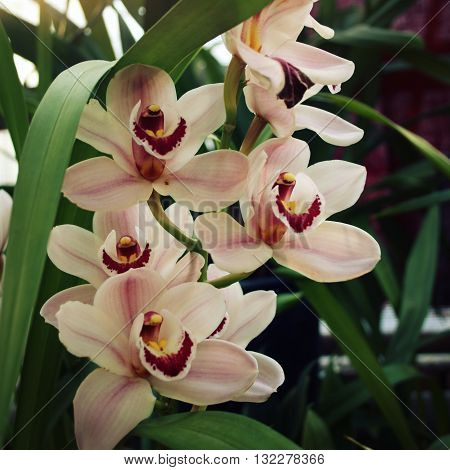 Beige orchid. Aged photo. Beautiful white orchid flowers close up. Floral photo. Orchid in a Botanical garden. Orchid in nature. Selective focus.