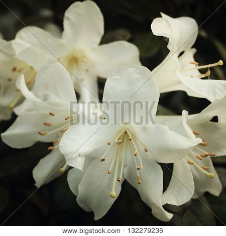 Branch Of White Rhododendron. Flowering Bush.