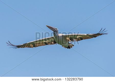 GREY PELICAN: a grey pelican found in asia shot from below
