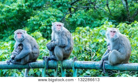 Funny Monkeys A Funny Monkey Lives In A Natural Forest Of Taiwan