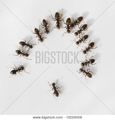 Ant møde