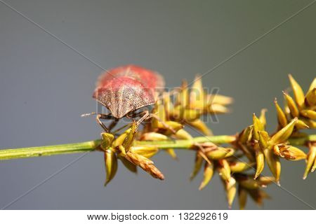 Tortoise Bug - Eurygaster testudinaria - on a blade of grass.