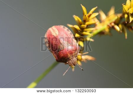 Tortoise Bug - Eurygaster testudinaria - on a blade of grass.