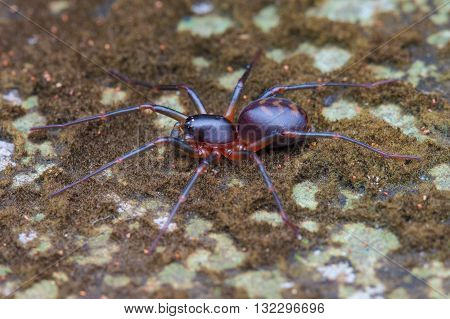 Ground Spider (Gnaphosidae) from Kinabalu National Park.