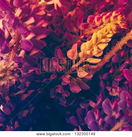 Beautiful violet and purle wild flowers macro shot