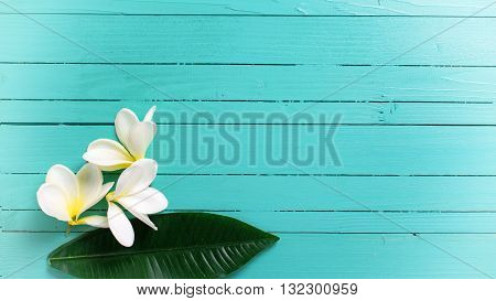 White tropical plumeria flowers on turquoise wooden background. Selective focos. Place for text. Flat lay. Toned image.