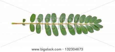 Agasta leaves on White Background leaf vegetable
