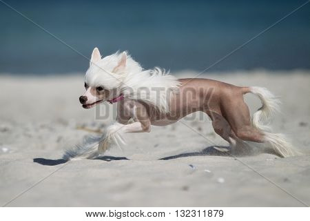 Chinese Crested Dog Running Outdoors In Nature