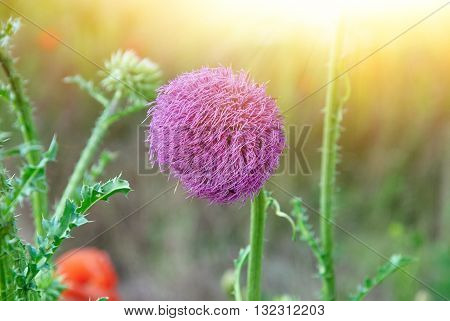 Close Up Of Round Spiky Purple Flowers