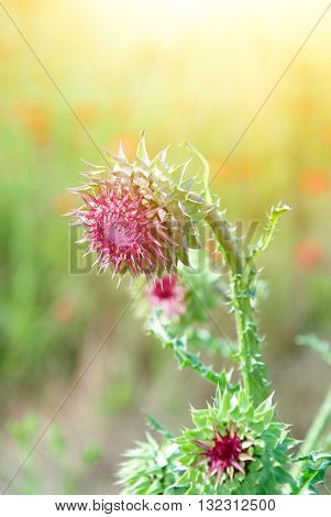 Close Up Of Round Spiky Purple Thistle Bud