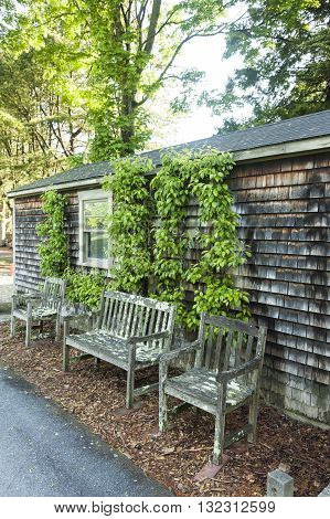 New Bedford Massachusetts USA - May 25 2016: Espalier Pear Tree beginning to bear fruit on side of storage shed at Allen C. Haskell Public Gardens in New Bedford Massachusetts
