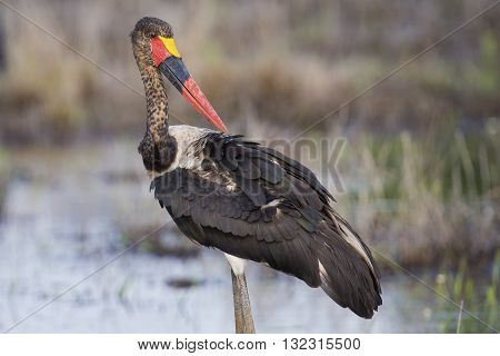 Immature saddle billed stork hunting for frogs in a shallow pond