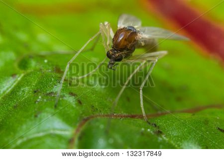 Close up macro of small sand fly gnat on green leaf