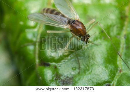 Close up macro of small sand fly gnat on green leaf