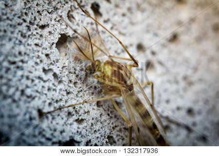 Close up macro of small sand fly gnat on cement wall