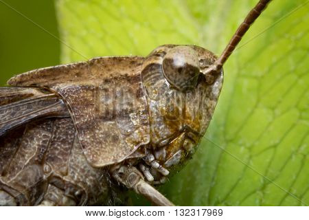 Extreme closeup macro carolina locust grasshopper insect portrait