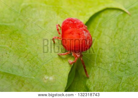 Close up macro Red velvet mite or Trombidiidae in natural environment