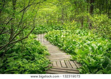 Summer wooden boardwalk path through forest wilderness