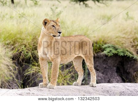 Lovely lioness gracefully standing on a rock in a park Tarangire, Tanzania