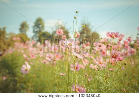Cosmos Flower Blossom In Garden