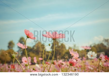 Cosmos Flower Blossom In Garden