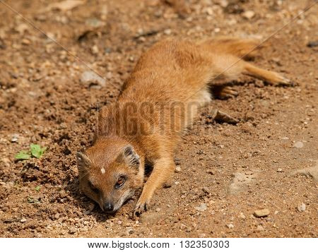 Yellow mongoose - Cynictis penicillata - having rest on the ground